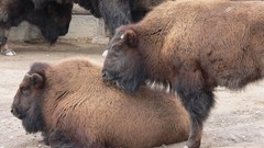 Nature Animals bison