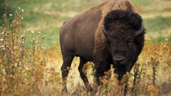 Nature Animals bison