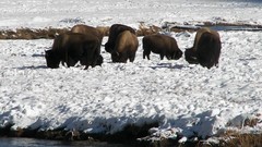 Nature Animals bison