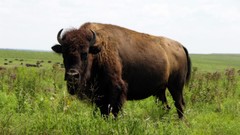 Nature Animals bison