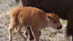 Nature Animals bison