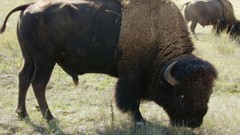 Nature Animals bison