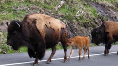 Nature Animals bison
