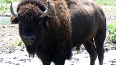 Nature Animals bison