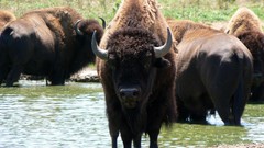 Nature Animals bison
