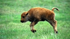 Nature Animals bison baby animals