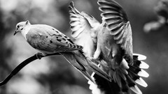 Nature Animals black and white Birds grayscale