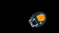 Nature Animals black background