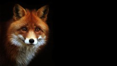 Nature Animals black background foxes