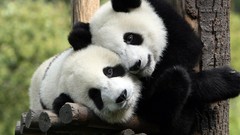Nature Animals black love white bamboo Bears panda bears