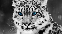 Nature Animals blue eyes snow leopards selective coloring