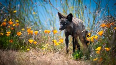Nature Animals blurred yellow flowers