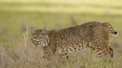 Nature Animals bobcats