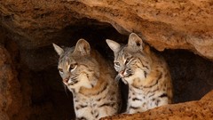Nature Animals bobcats