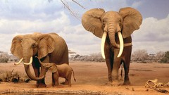 Nature Animals Bones elephants baby animals