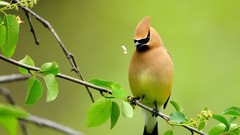 Nature Animals branches Birds cedar waxwing