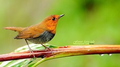 Nature Animals branches Birds Japanese robins