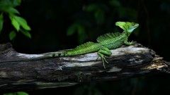 Nature Animals branches Green lizards