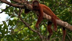 Nature Animals branches monkeys