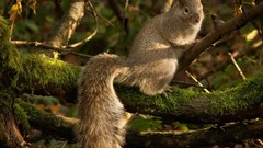 Nature Animals branches moss squirrels