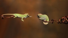 Nature Animals brown funny Reptiles jumping chameleons lizards