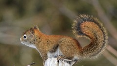 Nature Animals brown squirrels