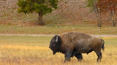 Nature Animals buffalo