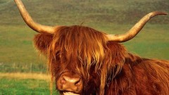 Nature Animals Bulls