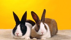 Nature Animals Bunnies
