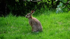 Nature Animals Bunnies
