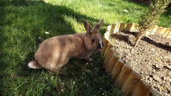 Nature Animals Bunnies