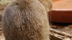 Nature Animals Bunnies