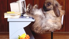 Nature Animals Bunnies