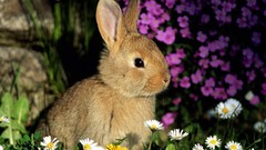 Nature Animals Bunnies