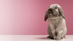 Nature Animals Bunnies