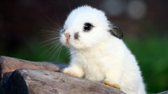 Nature Animals Bunnies
