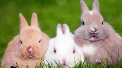 Nature Animals Bunnies