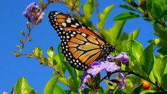 Nature Animals Butterflies