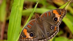 Nature Animals Butterflies