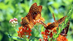 Nature Animals Butterflies