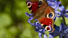 Nature Animals Butterflies