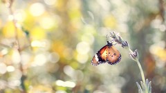 Nature Animals Butterflies bokeh