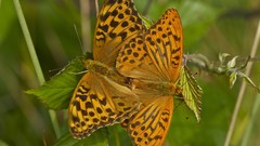 Nature Animals Butterflies close-up