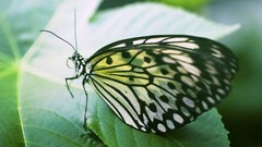 Nature Animals Butterflies insects