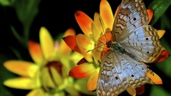 Nature Animals Butterflies insects