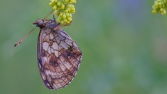 Nature Animals Butterflies insects