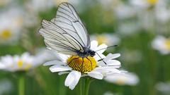 Nature Animals Butterflies insects