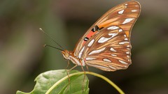 Nature Animals Butterflies insects