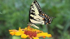 Nature Animals Butterflies insects yellow flowers