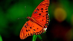 Nature Animals Butterflies orange wings insects dots blurred 